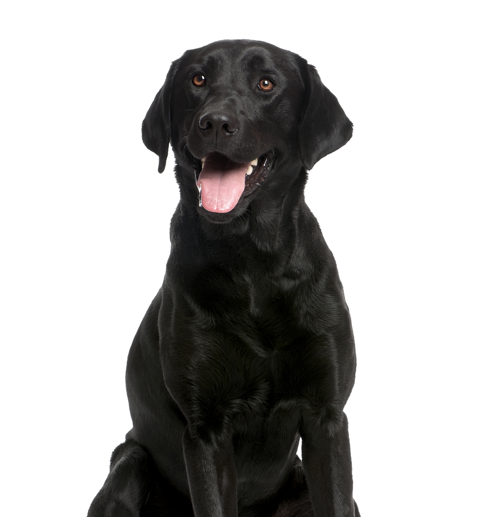 Happy Black Labrador