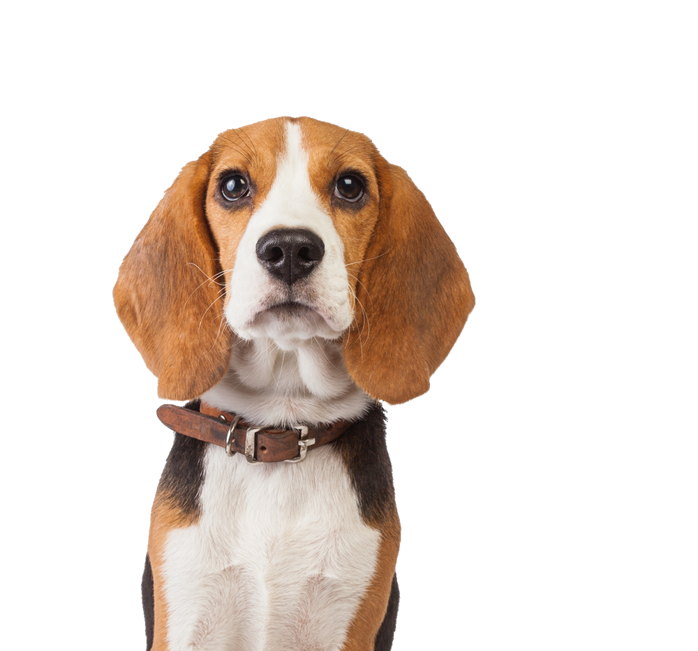 Beagle with a collar